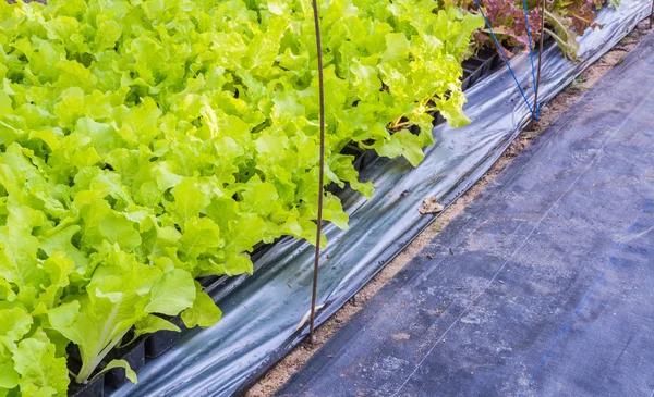 Image Laitue Verte Poussant Sur Des Terres Agricoles — Photo