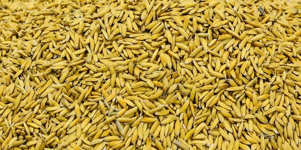 Gros plan sur la texture du riz brun cru  . — Photo