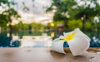 görüntü beyaz Frangipani çiçeğinin Yüzme Havuzu sınırında.