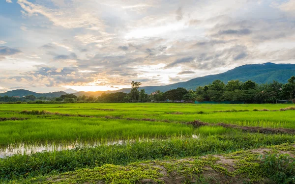 Image du champ de riz — Photo