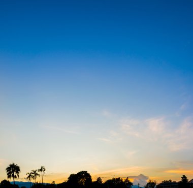 siluet ağaç ve arka planda günbatımı gökyüzü görüntü vurdu. (dikey)