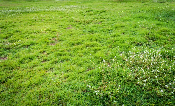 Immagine Del Campo Erba Fiore Amaranto Globo Giorno Lucido — Foto Stock