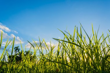 Arka plan kullanımı için parlak bir günde çimlerin ve gökyüzünün siluet görüntüsü.