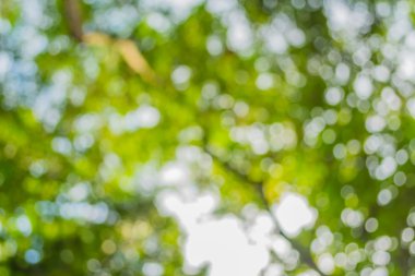 Ağaç yeşili arkaplanının soyut Bokeh 'inin bulanık resmi .