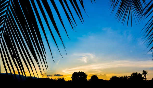 Silhouette Shot Image Coconut Tree Sunset Sky Background — Stock Photo, Image