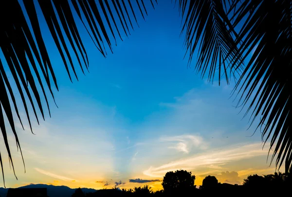 Immagine Ripresa Silhouette Cocco Cielo Tramonto Sullo Sfondo — Foto Stock