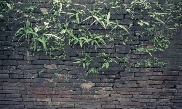 Imagem da parede musgosa velha em tempo do dia — Fotografia de Stock