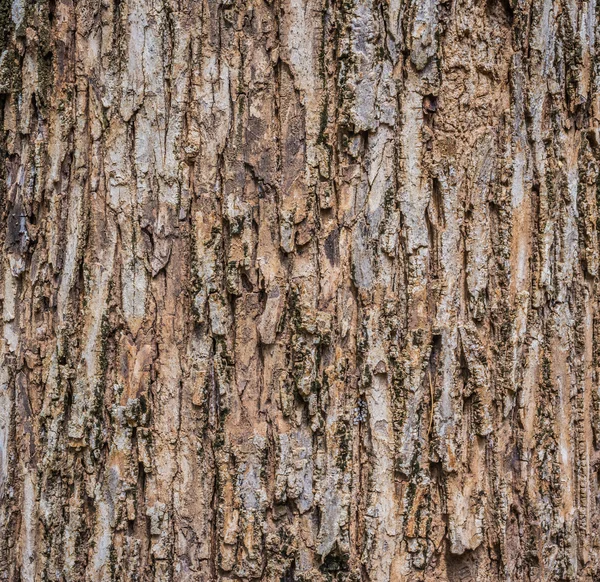 Zblízka střílel texturou kůry hnědé strom. — Stock fotografie