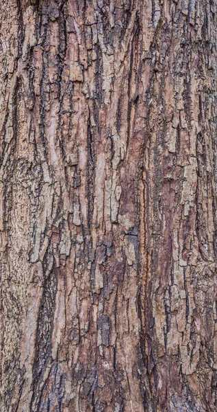 Nahaufnahme der braunen Baumrindenstruktur. — Stockfoto
