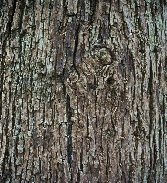 Zblízka střílel texturou kůry hnědé strom. — Stock fotografie