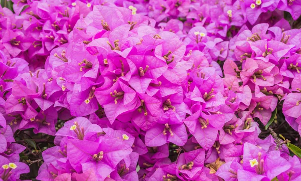 Obraz Kwiatów Bugenwilli Dzień Czas Tle — Zdjęcie stockowe