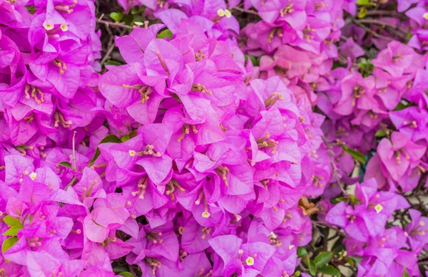 Imagen Bougainvillea Flower Day Time Background —  Fotos de Stock