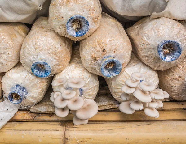 Pleurotus sajor-caju svamp växer upp i en gård — Stockfoto