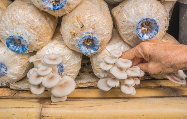 Stare kobiety ręki zbieranie Boczniaka sajor-caju grzyb w gospodarstwie — Zdjęcie stockowe