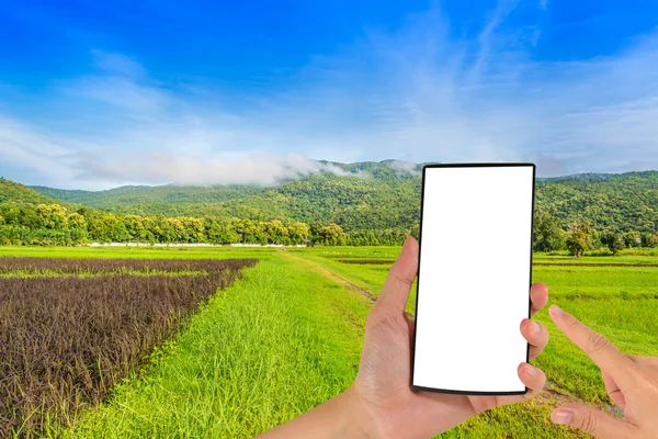 Belleza día soleado en el campo de arroz — Foto de Stock