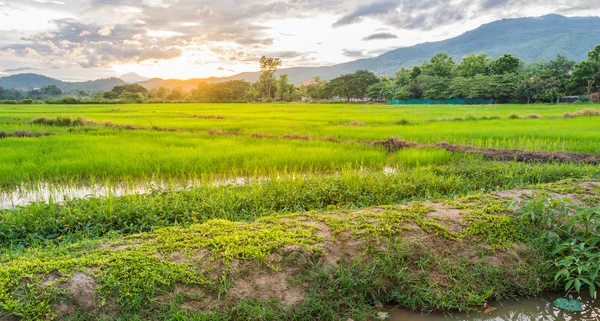 Imagem Campo Arroz Hora Pôr Sol — Fotografia de Stock