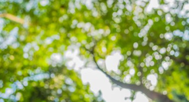 Ağaç yeşili arkaplanının soyut Bokeh 'inin bulanık resmi .