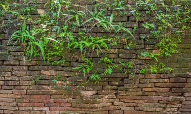 gün zaman içinde eski yosunlu Duvar resmini