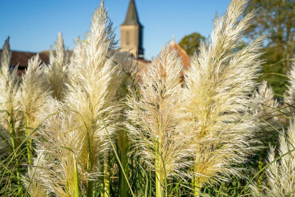 フランスの村の庭のパンパス草 古い石造りの建物の背景 秋の夜 — ストック写真