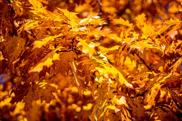 Val Eikenbomen Geel Oranje Natuur Achtergrond Heldere Herfstbladeren Natuurlijke Omgeving — Stockfoto