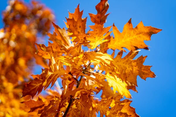 Val Eikenbomen Geel Oranje Natuur Achtergrond Heldere Herfstbladeren Natuurlijke Omgeving — Stockfoto