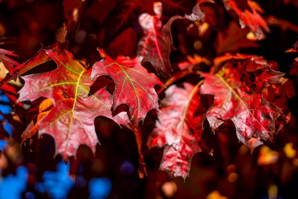 Val Eikenbomen Gele Rode Achtergrond Blauwe Lucht Heldere Herfstbladeren Natuurlijke — Stockfoto
