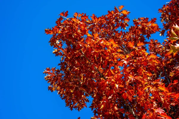 Val Eikenbomen Gele Rode Achtergrond Blauwe Lucht Heldere Herfstbladeren Natuurlijke — Stockfoto