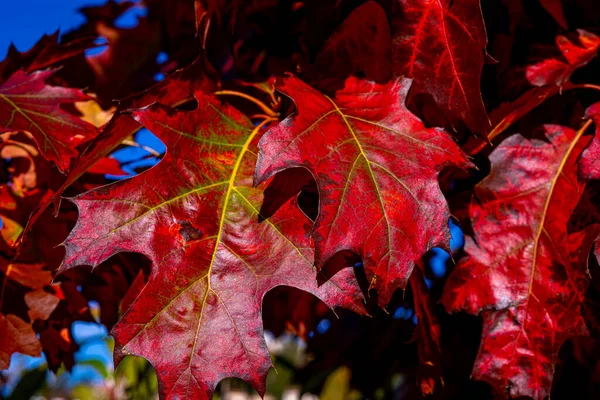 Val Eikenbomen Gele Rode Achtergrond Blauwe Lucht Heldere Herfstbladeren Natuurlijke — Stockfoto