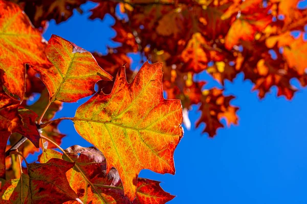 Val Eikenbomen Gele Rode Achtergrond Blauwe Lucht Heldere Herfstbladeren Natuurlijke — Stockfoto