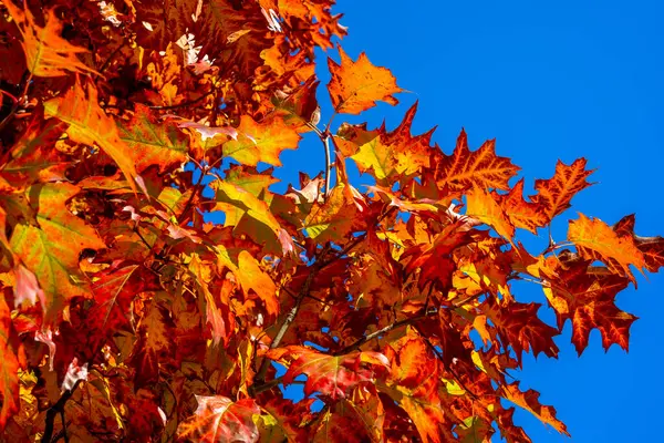 Val Eikenbomen Geel Oranje Natuur Achtergrond Heldere Herfstbladeren Natuurlijke Omgeving — Stockfoto