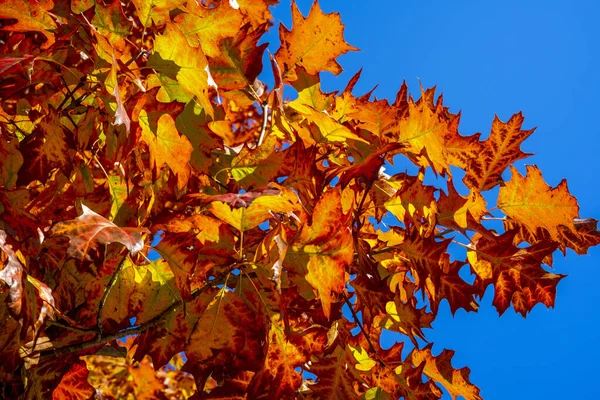 Val Eikenbomen Geel Oranje Natuur Achtergrond Heldere Herfstbladeren Natuurlijke Omgeving — Stockfoto