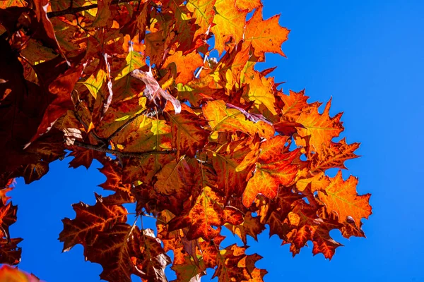 Val Eikenbomen Geel Oranje Natuur Achtergrond Heldere Herfstbladeren Natuurlijke Omgeving — Stockfoto