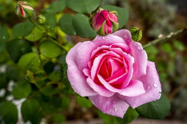 Bahçede çiçek açan pembe gül, yakın plan. Güzel çiçek.