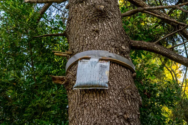 Ecological traps laid on a pine tree to catch processionary caterpillars in France