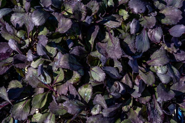 Молодые Фиолетовые Саженцы Капусты Растущие Теплице Органическое Земледелие — стоковое фото