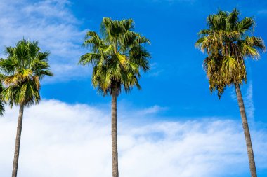 Gökyüzüne karşı palmiye ağaçlarının siluetleri. Palmiye ağaçlarının düşük açılı fotoğrafçılığı. 