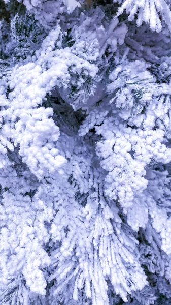 Białe stado choinki zamyka gałęzie. Światła niebieski kolor — Zdjęcie stockowe