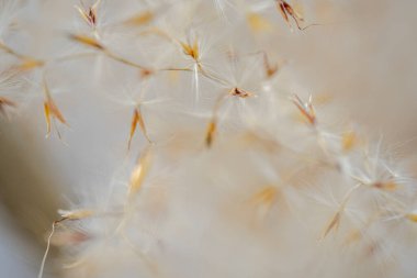 Bulanık odak. Gri arkaplandaki bej pampaları kapatın. Seçici odak, bir ışık odasında, duvarın yanında..