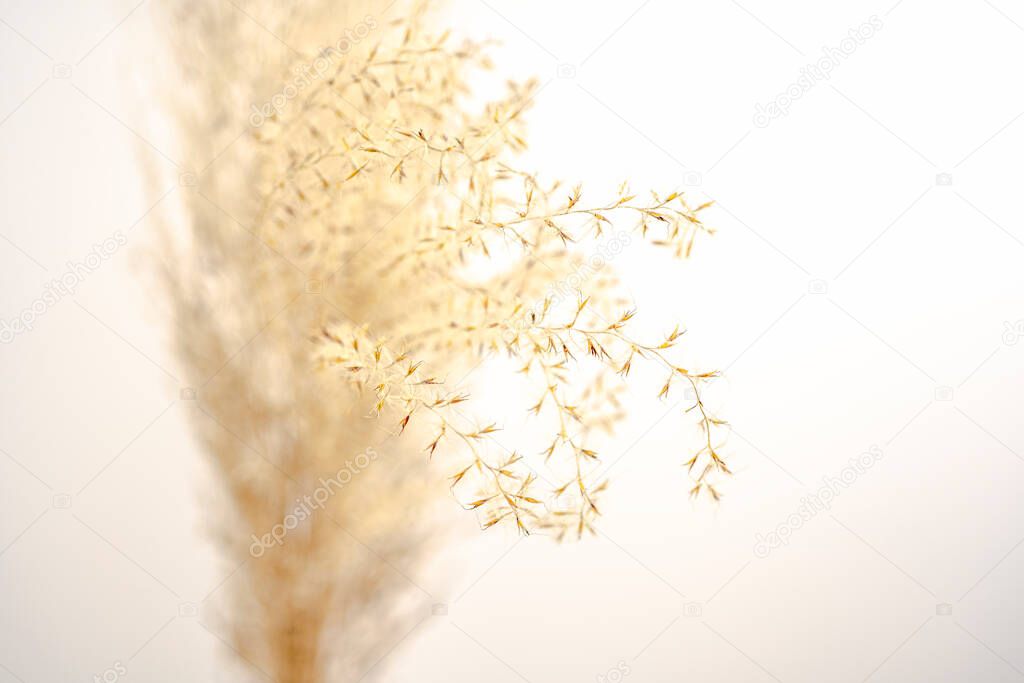 Close up of beige pampas grass on gray background. Selective focus, placed home in a light room, by the wall.