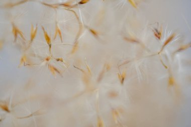 Bulanık odak. Gri arkaplandaki bej pampaları kapatın. Seçici odak, bir ışık odasında, duvarın yanında..