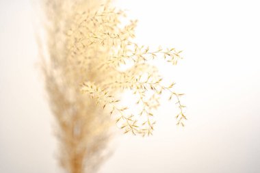 Gri arkaplandaki bej pampaları kapatın. Seçici odak, bir ışık odasında, duvarın yanında..