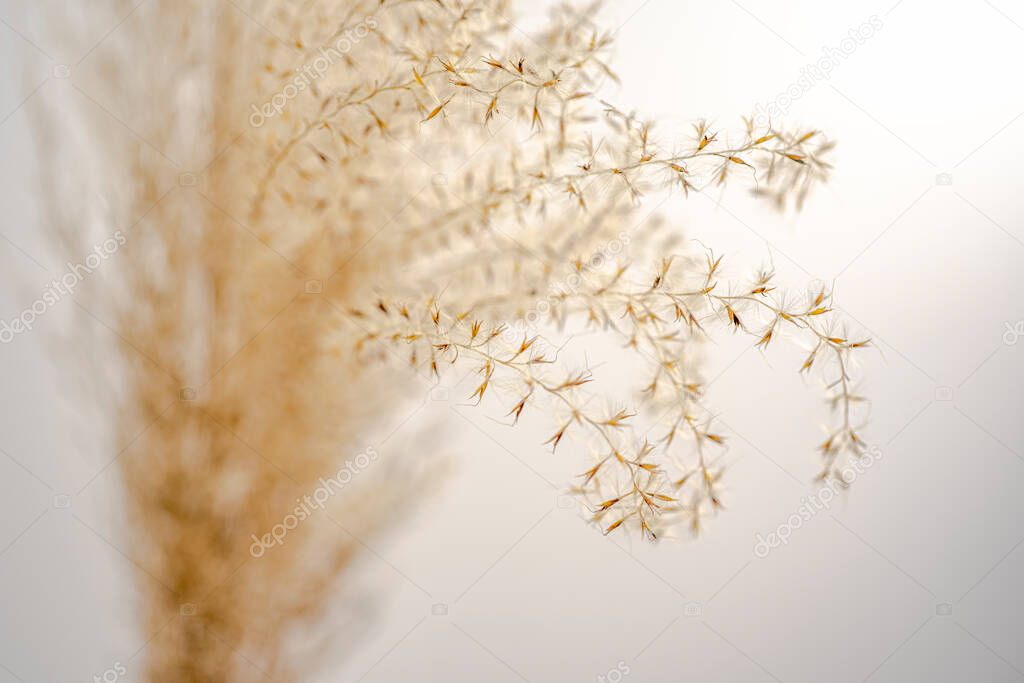 Blurred focus. Close up of beige pampas grass on a beige background. Selective focus, placed home in a light room, by the wall. High quality photo