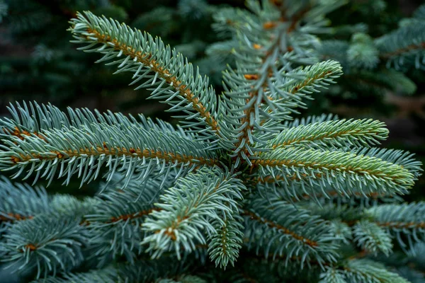 Ast einer Blautanne. Winterstimmung, dunkler Hintergrund. — Stockfoto