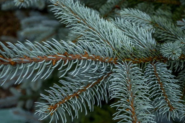 Ast einer Blautanne. Winterstimmung, dunkler Hintergrund. — Stockfoto