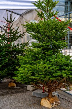 Satılık dekoratif doğal Noel ağaçları. Fransa