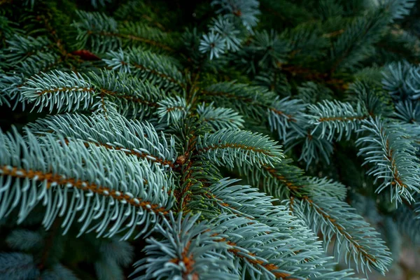 青いモミの木の枝。冬の気分暗い背景. — ストック写真