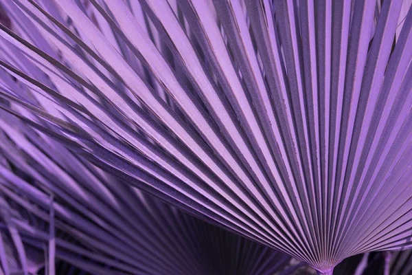 Violet pálmafalevél napfényvisszaverődéssel. Absztrakt háttér. Trópusi erdő — Stock Fotó