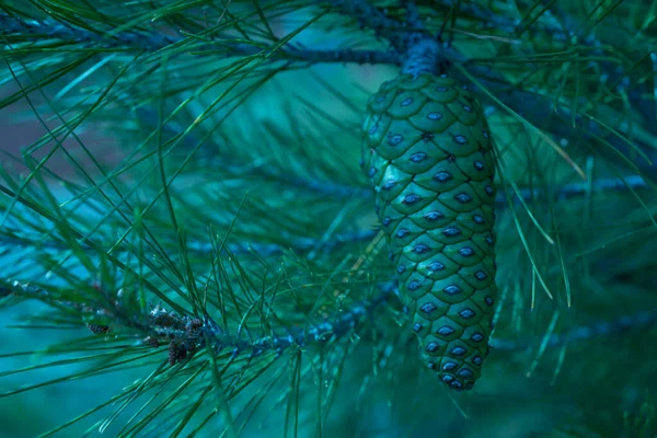 Cones Pinheiro Ramos Foto Close Tidewater Pinheiro Agulha Verde Lado — Fotografia de Stock