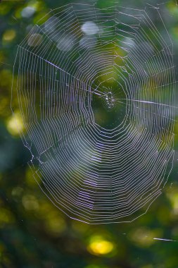 Renkli bir geçmişi ve doğal kırıkları olan örümcek ağı. Yüksek kalite fotoğraf