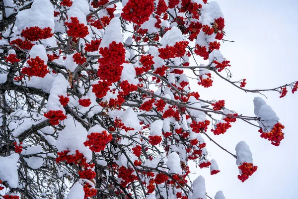 Winter-Aschbeere unter dem Schnee. Gruppen von leuchtend roten Beeren, Eberesche. — Stockfoto